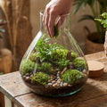 Large Glass Terrarium with Cork Lid