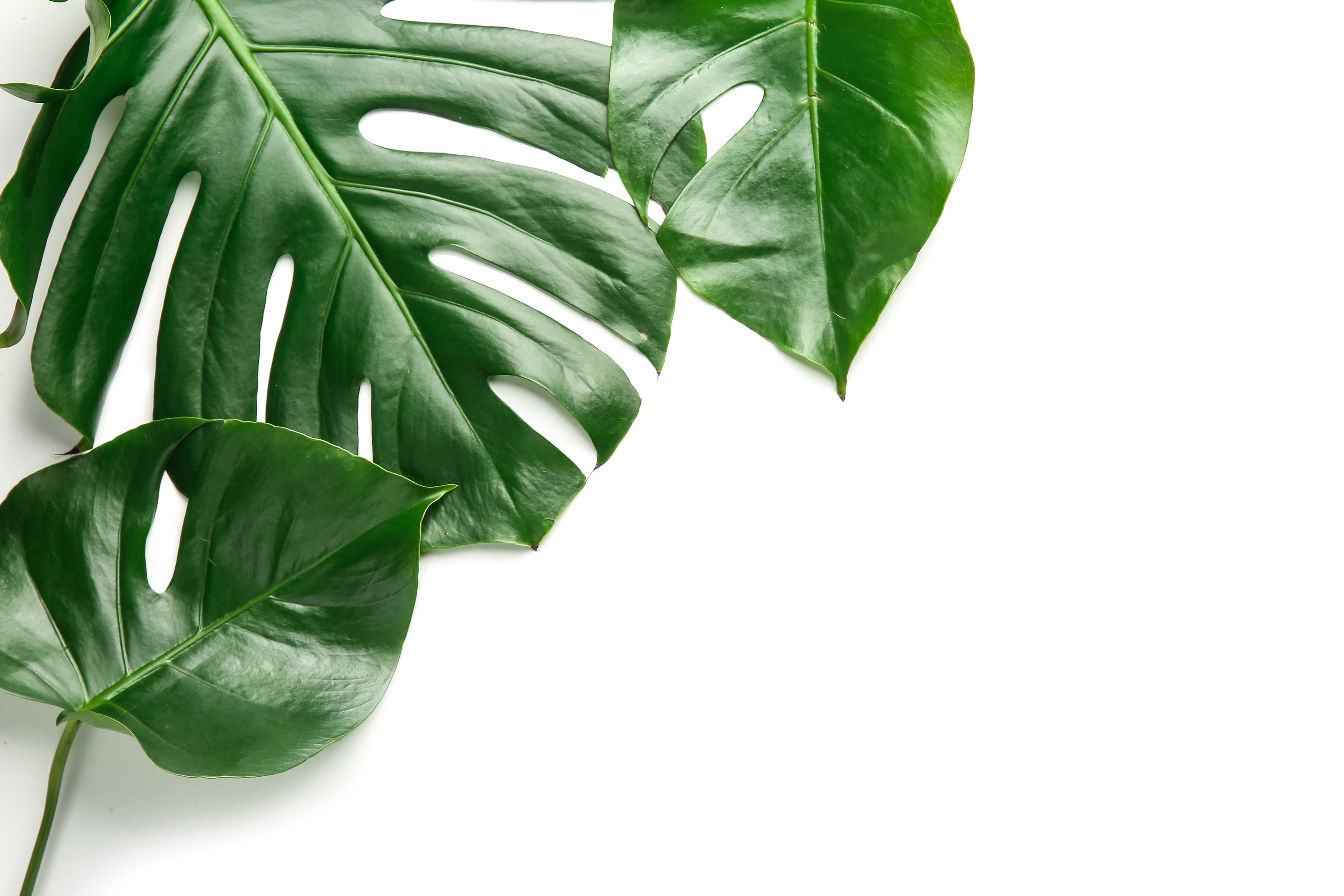 Monstera Leaf on a white background