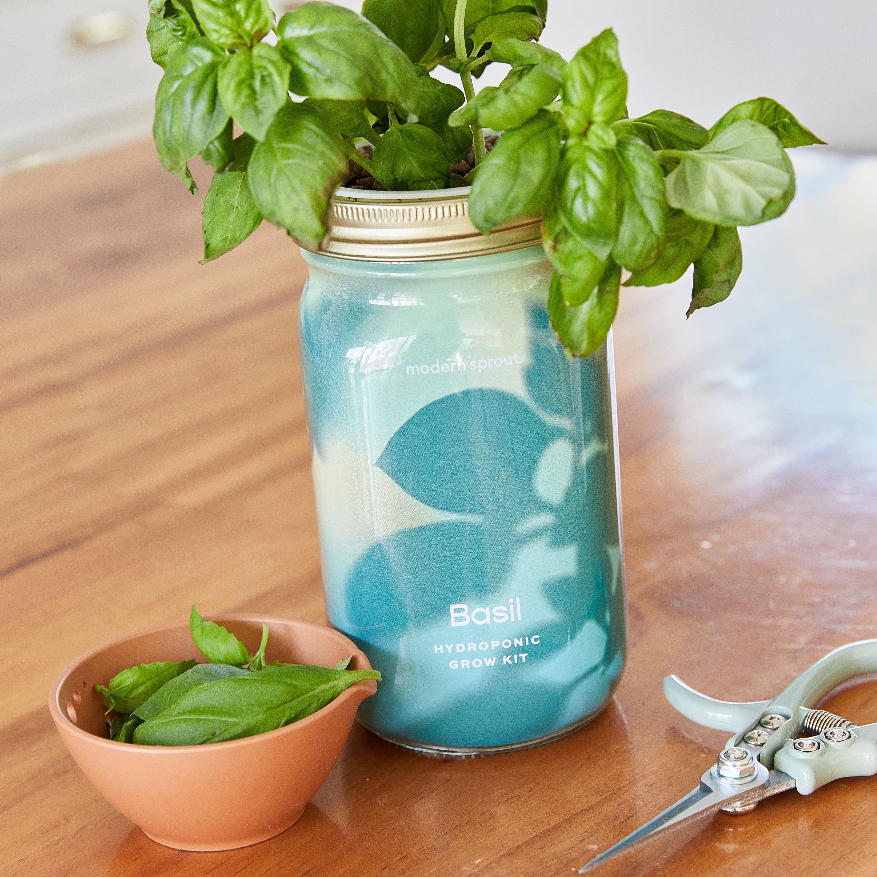 Garden Jars - Organic Herbs Modern Sprout