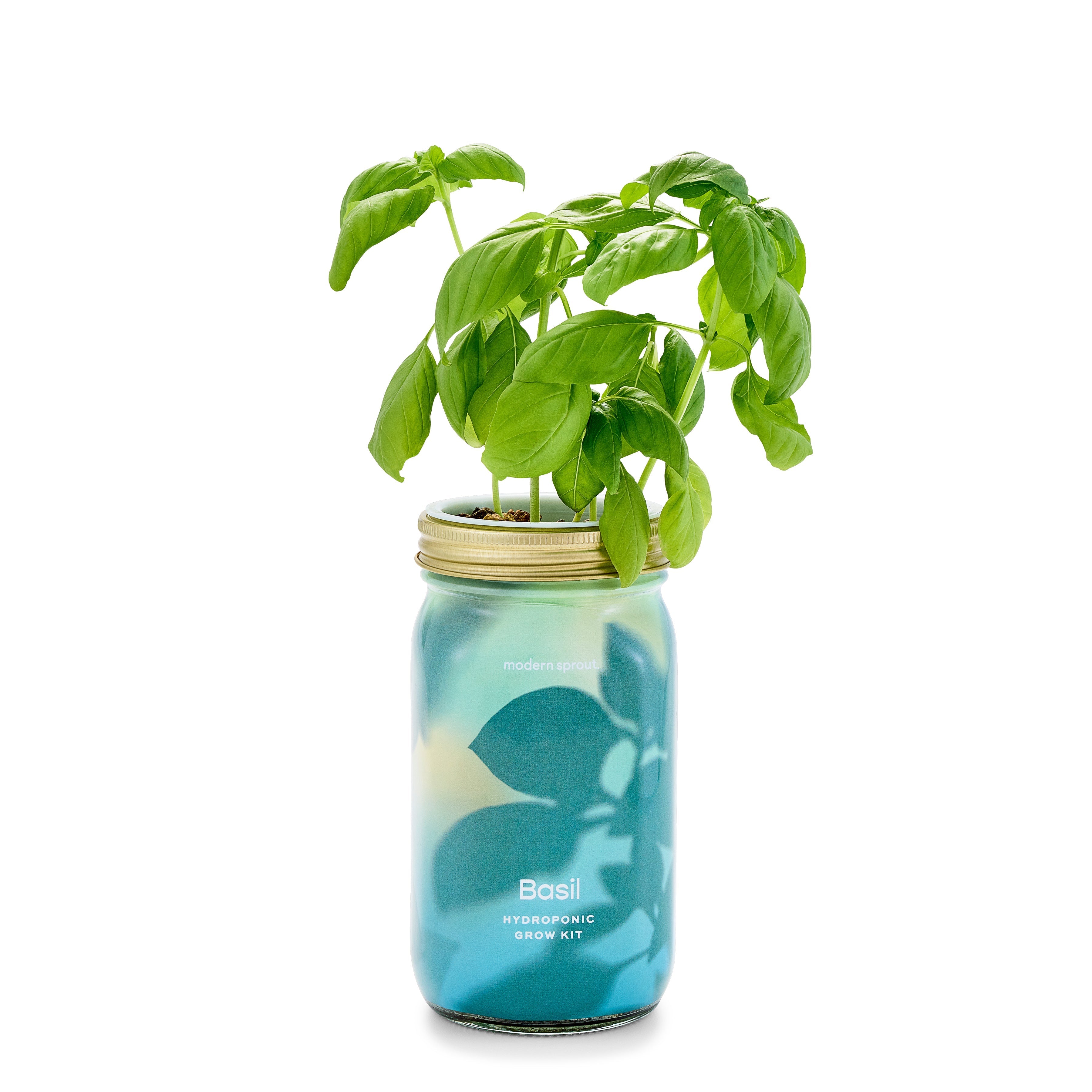 Garden Jars - Organic Herbs Modern Sprout