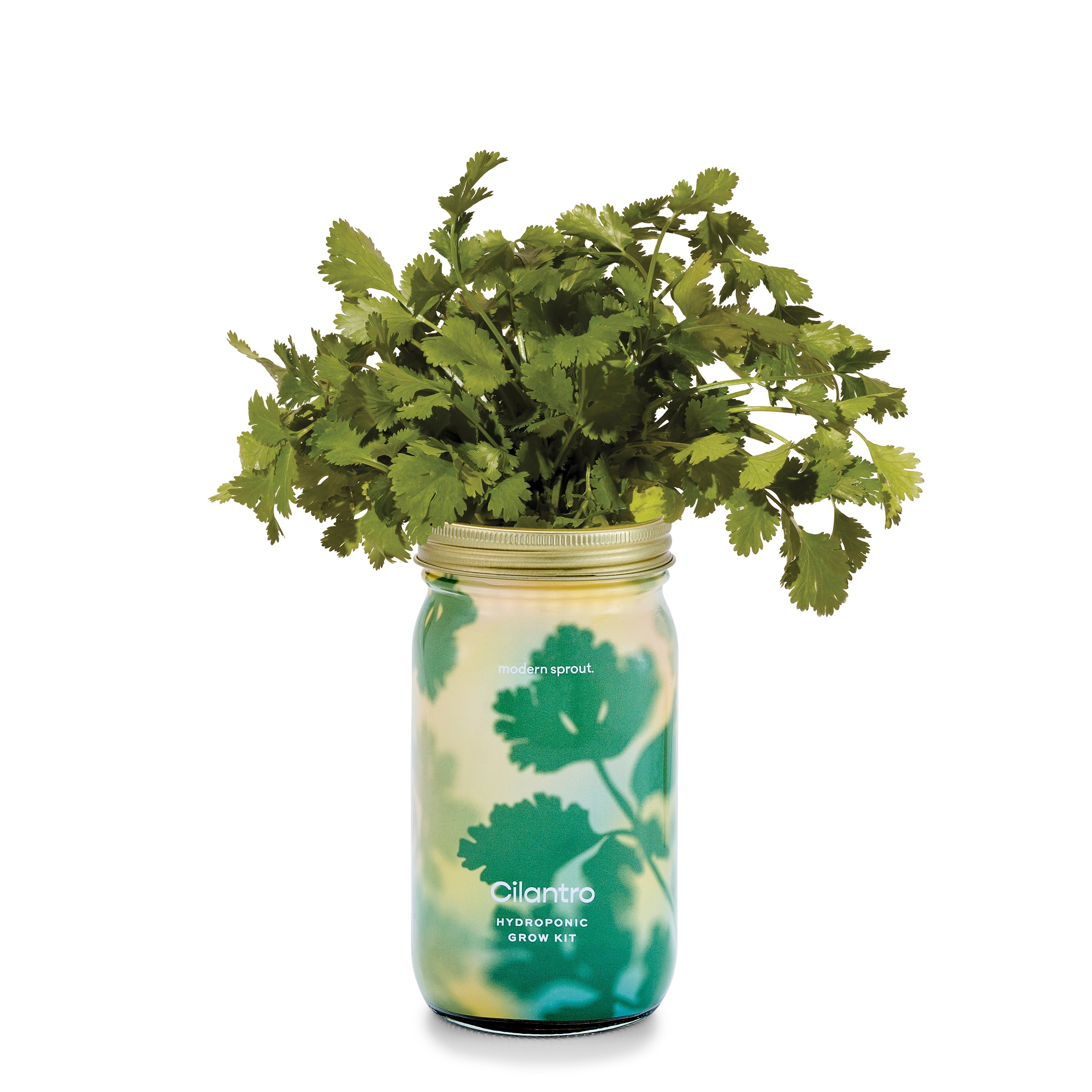 Garden Jars - Organic Herbs Modern Sprout