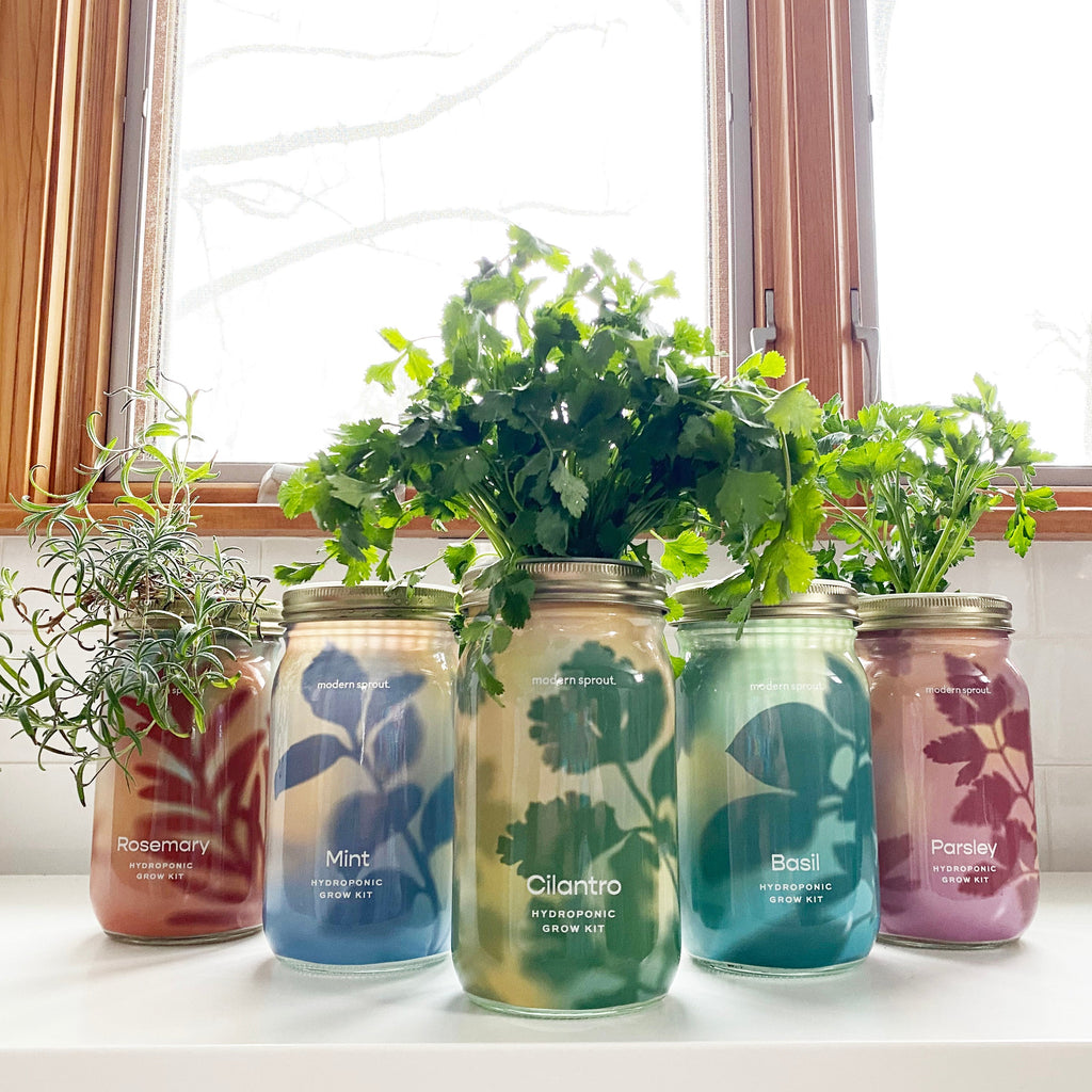 Garden Jars - Organic Herbs Modern Sprout