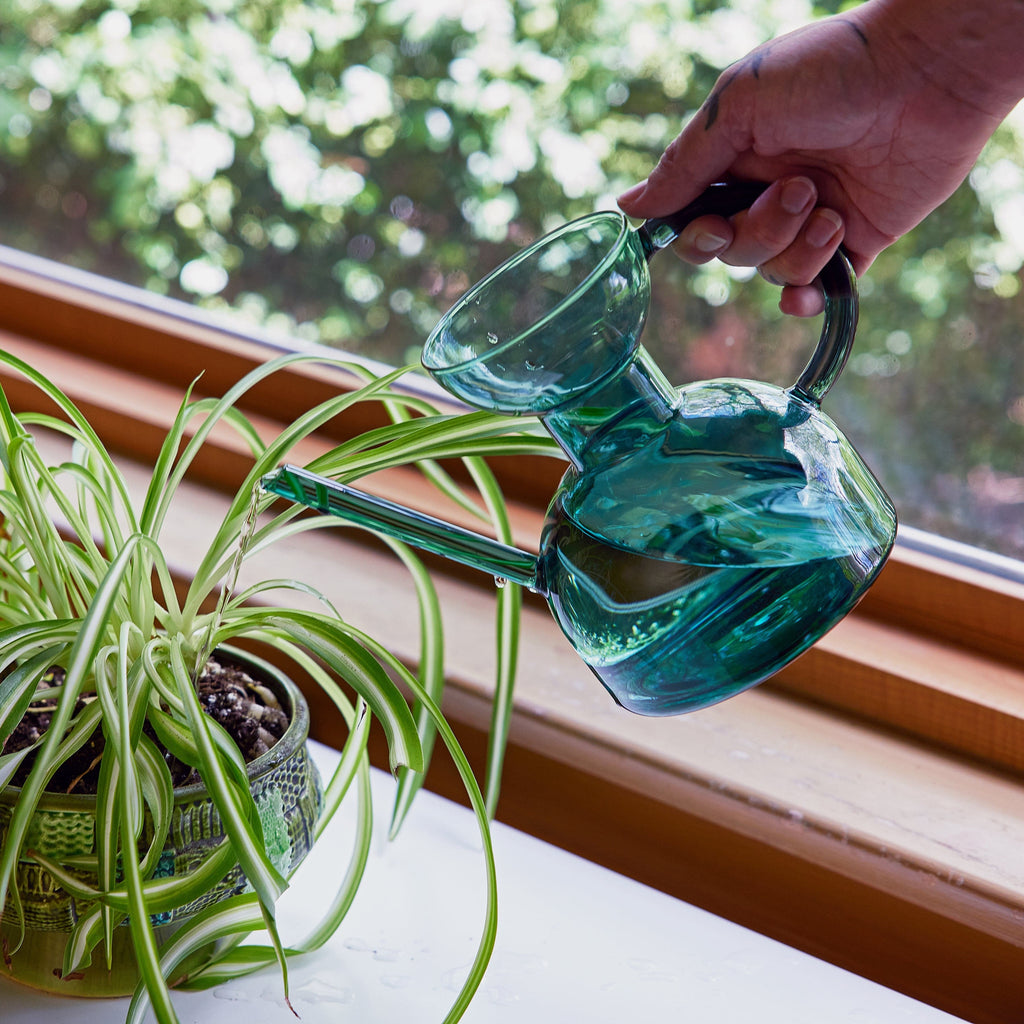 Person watering a plant with a blue watering can by a window