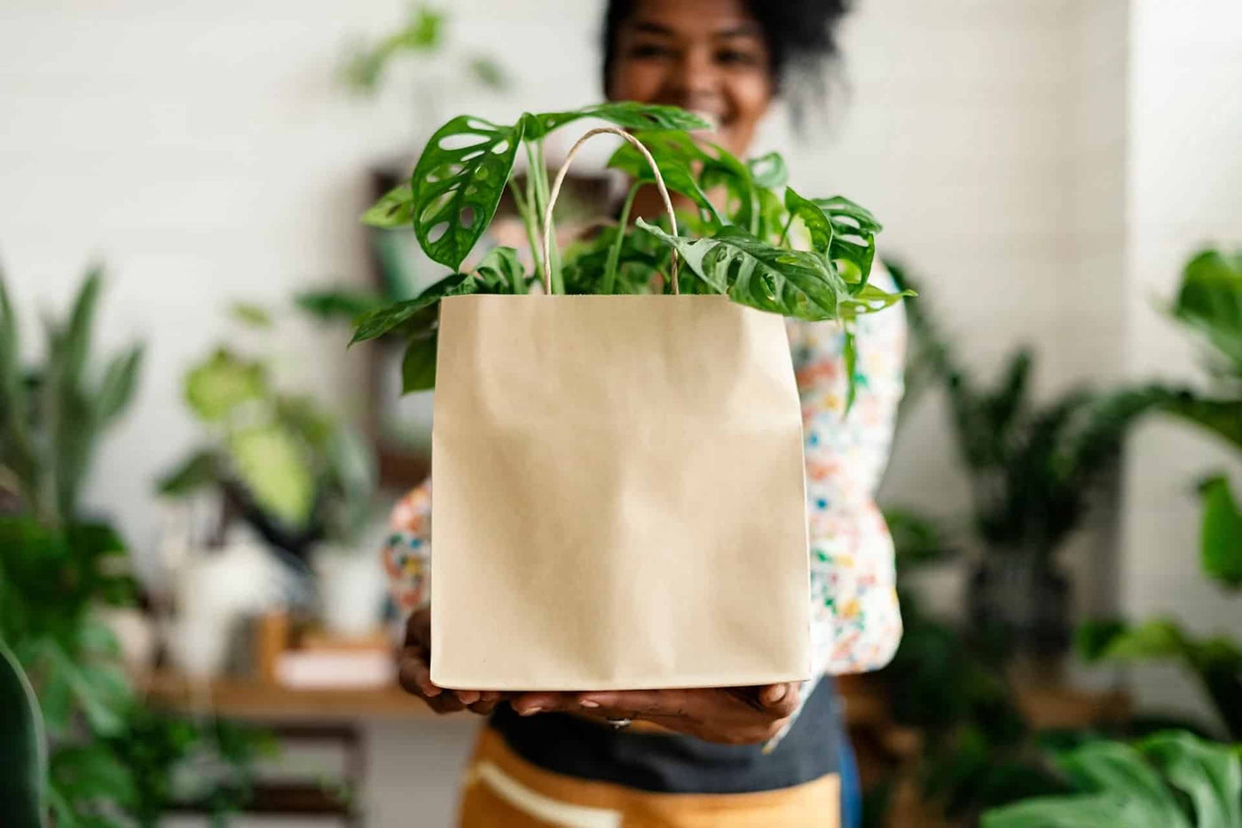 Worker packaging a monstera plant