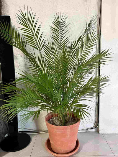 Artificial Palm Tree - Green Thumb Haven