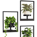 Three wall-mounted planters with black frames and plants inside on a white background