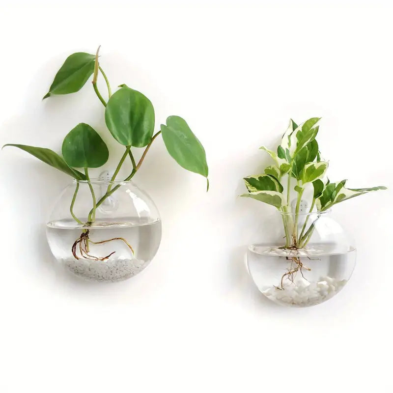Plant Glass Terrarium