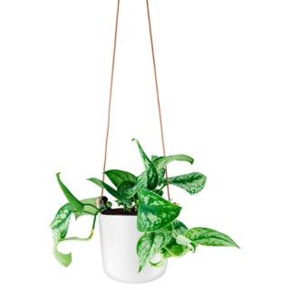 Eva Solo Hanging Self - Watering Planter - Green Thumb Haven