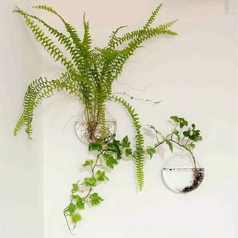 Ferns and other plants in glass containers on a white wall