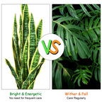 Two types of plants with a 'VS' logo in the center, indicating a comparison between them.