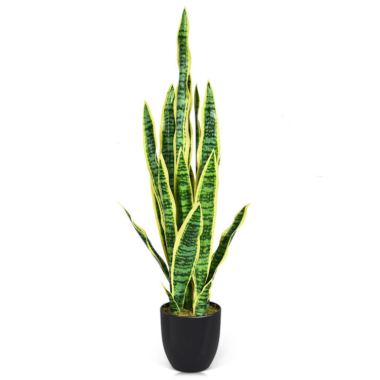 Potted snake plant with green and yellow stripes on a white background