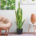 Potted snake plant in a room with a chair, table, and wall art