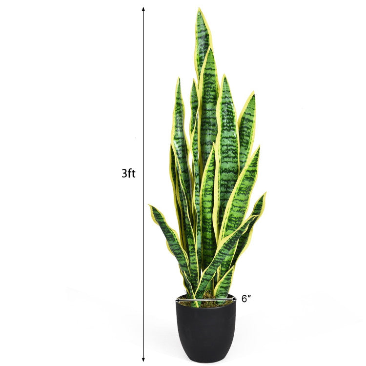 Potted snake plant with dimensions indicated on a white background