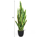 Potted snake plant with dimensions indicated on a white background