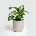 Example product Green Thumb Haven