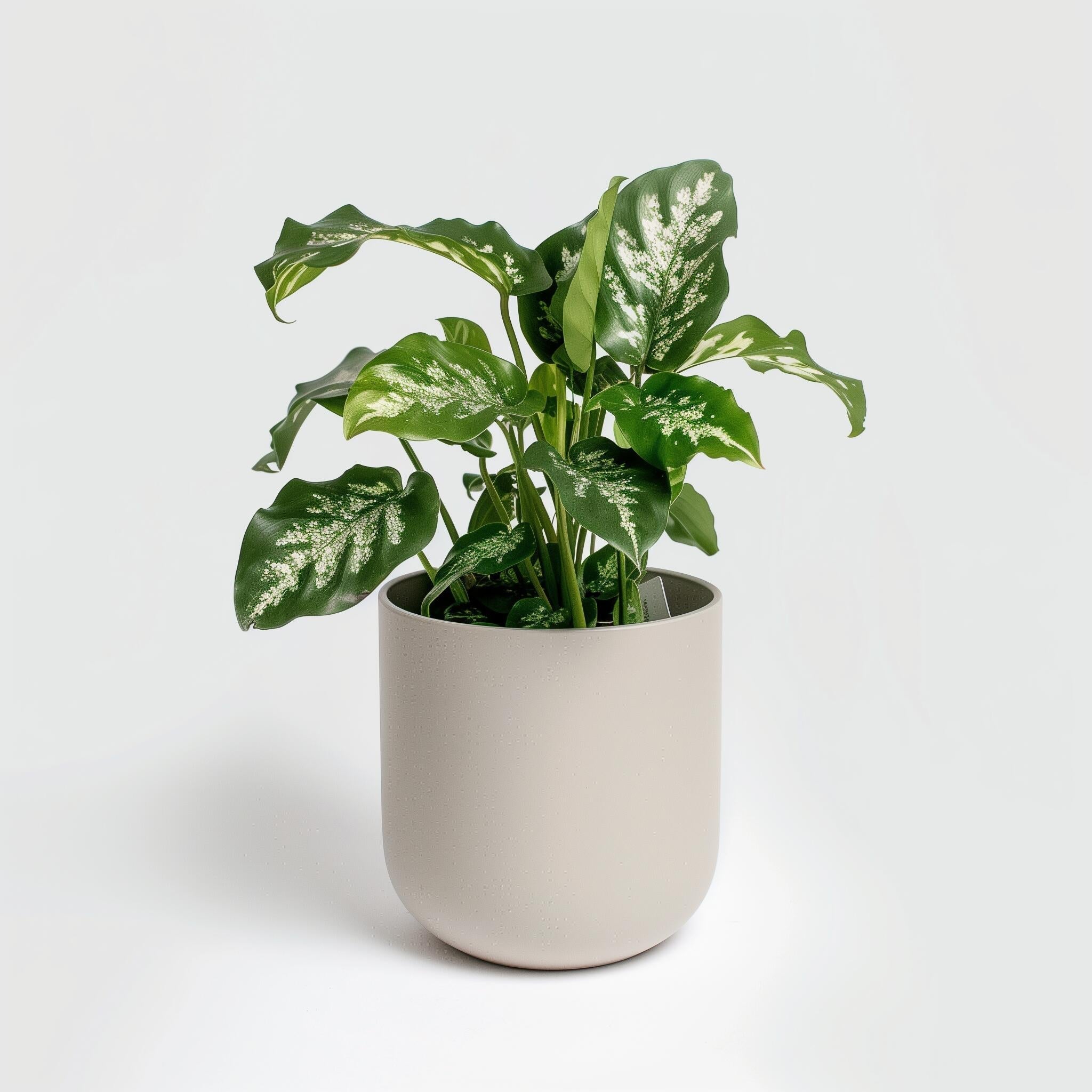 Example product Green Thumb Haven