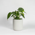 Example product Green Thumb Haven
