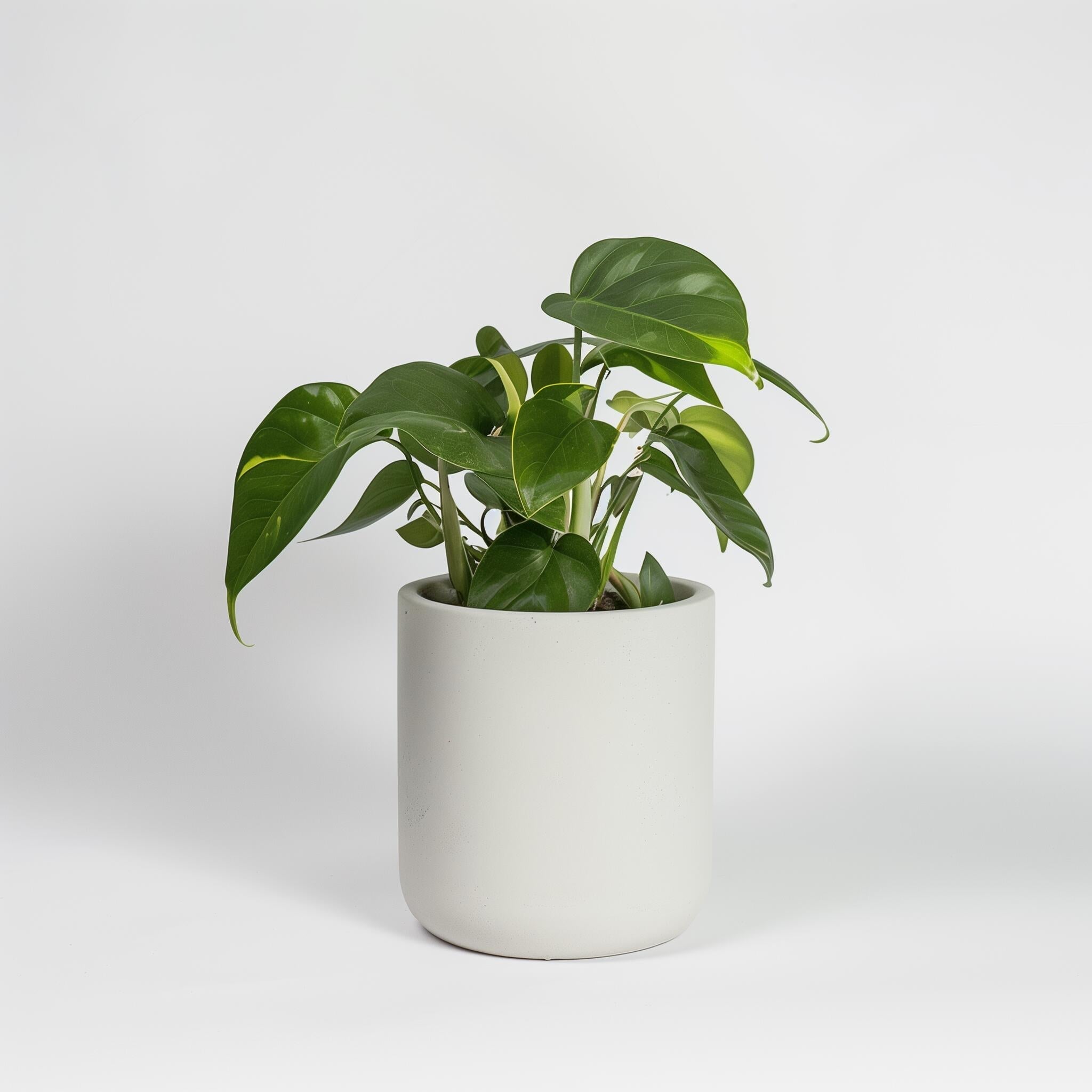 Example product Green Thumb Haven