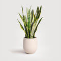 Example product Green Thumb Haven