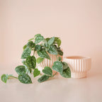 Presley Pedestal Ceramic Planter Jungle Club