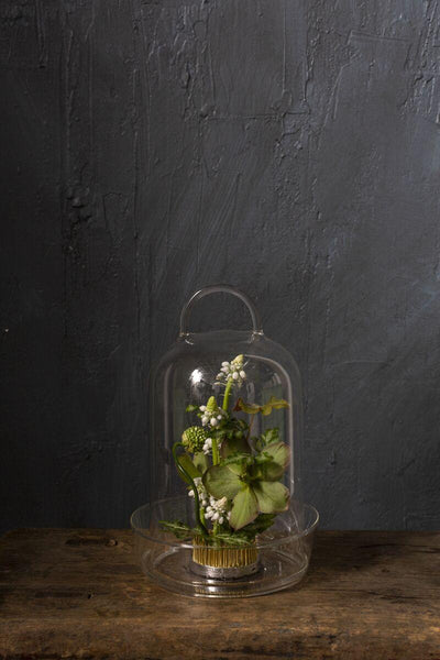 Venta Glass Terrarium - Green Thumb Haven