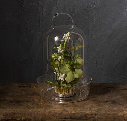 Venta Glass Terrarium - Green Thumb Haven